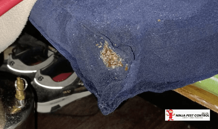 bedbugs control before bed bugs eggs in pillow