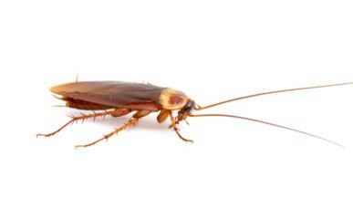 Pest Control for Condominiums - cockroaches