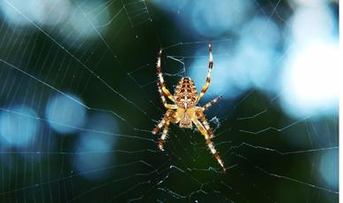 spiders - common pests in retail shops