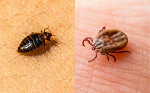 Read more about the article Ticks Versus Bed Bugs: What’s The Difference