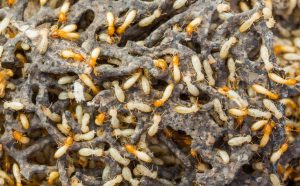 Read more about the article Do Termites Produce Noises?