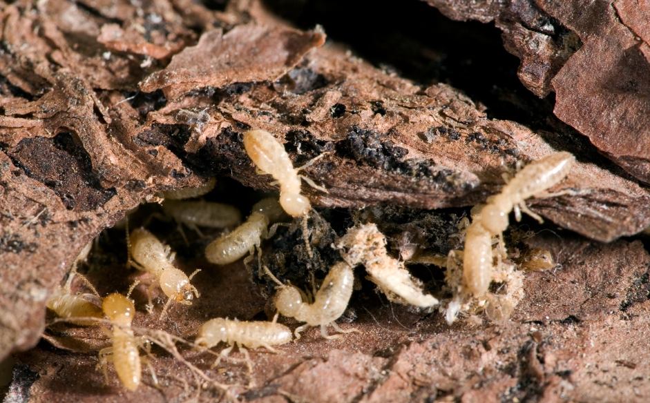 Read more about the article What Else Does Termites Eat or Chew Other Than Wood?
