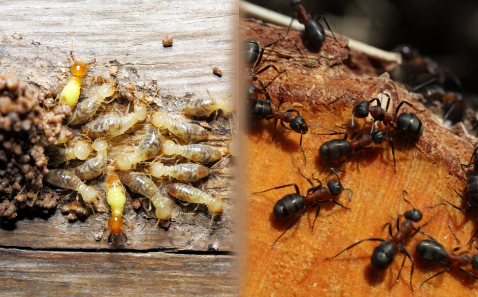 You are currently viewing Carpenter Ants vs. Termites: Which One Is Eating Your Home?