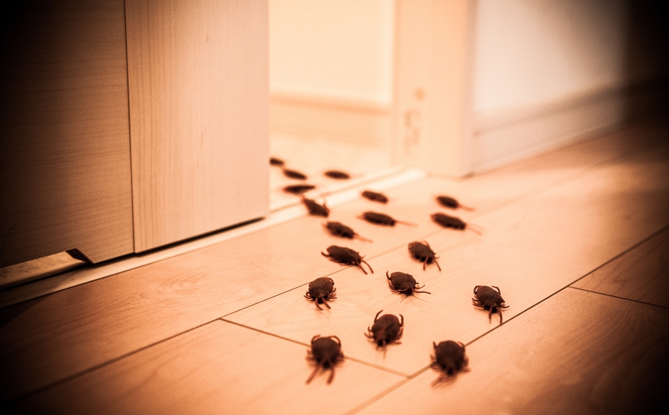 Read more about the article Which Pests Are Active Year-Round (And Why You Should Care)