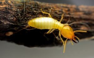 Read more about the article Can Termites Eat Through Concrete? Singapore Homeowners’ Guide