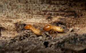 Read more about the article What Happens If Only Part of a Termite Colony Is Eliminated?
