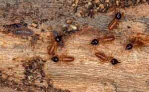 Read more about the article Can Termites Adapt to Chemical Treatments Over Time?